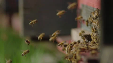 All about Bees Stock Footage 220228375