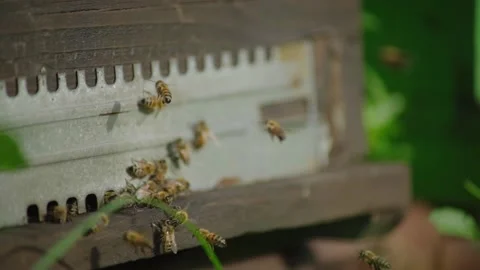 ALL ABOUT BEES Stock Footage 220264129