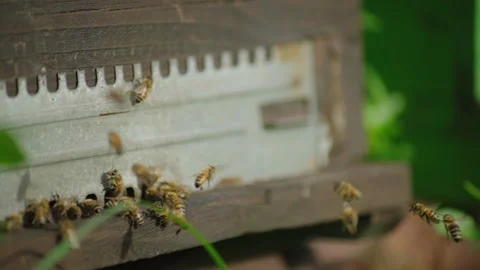 ALL ABOUT BEES Stock Footage 220273289