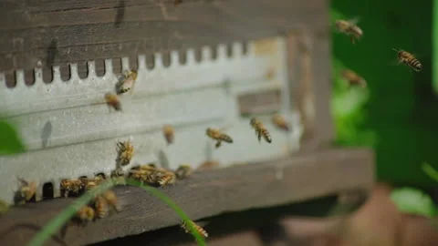 ALL ABOUT BEES Stock Footage 220277640