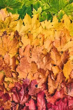 All colors of maple leaf foilage Stock Photos