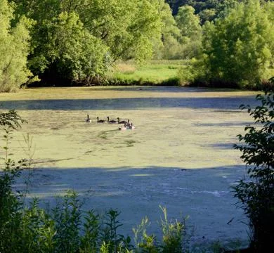 All the Ducks in a Row Foto stock
