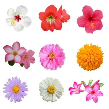 All Flower Stock Photos