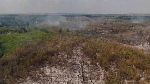 All grass and trees are burnt after forest fire Video stock 220600881