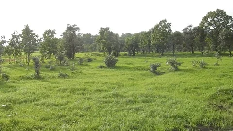 All green cover Video stock 110736198