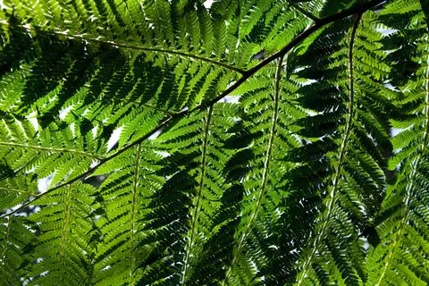 All is green Stock Photos