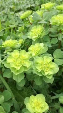 All green spring Stock Photos