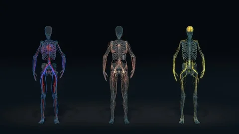 All human body systems Stock Footage 81391479
