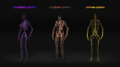 All human body systems Stock Footage 81392073