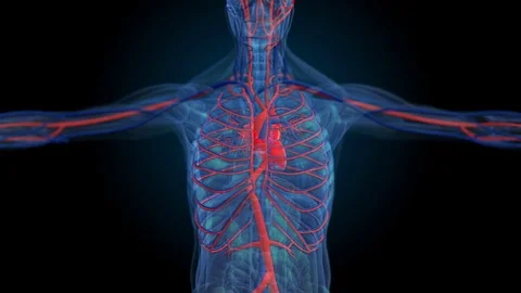 All human body systems. Transition body - circulatory system - body Stock Footage 77191405