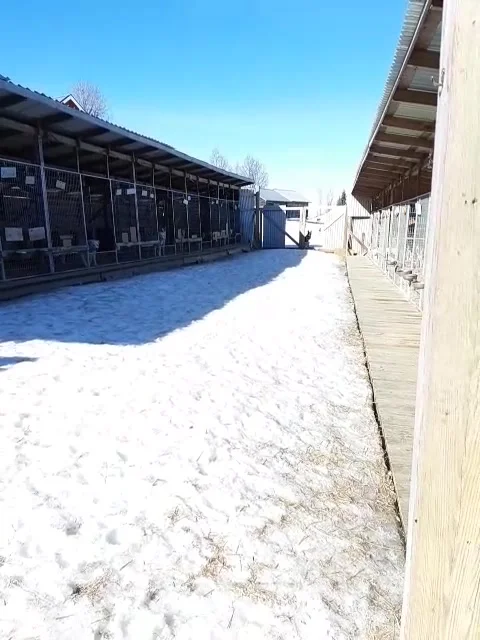 All the huskies go out of there cage and run in the snow for playing Stock Footage 237767971
