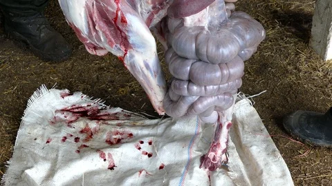 All internal organs are stuck out of the carcass of a boar Vídeos de archivo 123574339