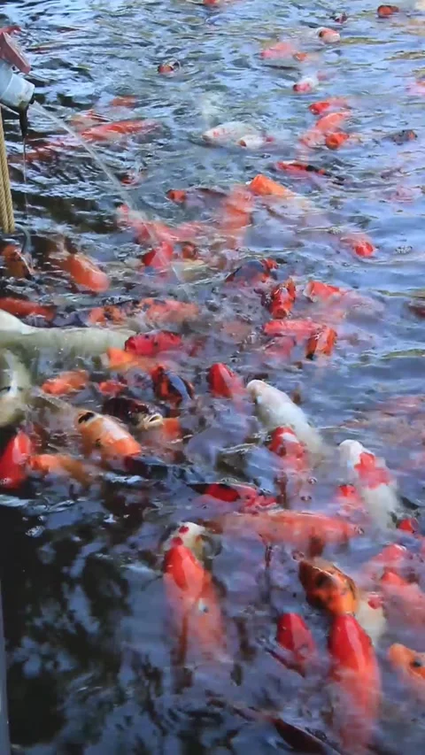 All Koi or Cyprinus rubrofuscus fish approach the water shower Video stock 281631379