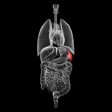All organs x-ray of human body with highlighted spleen Illustrazione stock