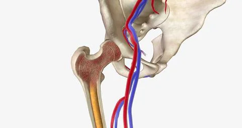 ALL originates in cells in the bone marrow called lymphoblasts Stock Illustration
