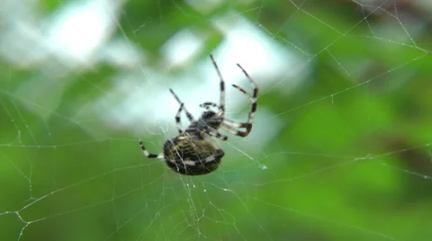 All-round defence of a spider Video stock 8559887