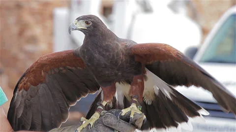 All-round observing of adorable eagle Stock Footage 56522606