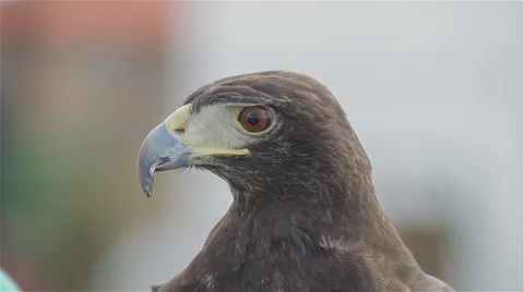 All-round observing of adorable eagle Stock Footage 56524653