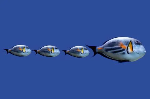 All in row Stock Illustration
