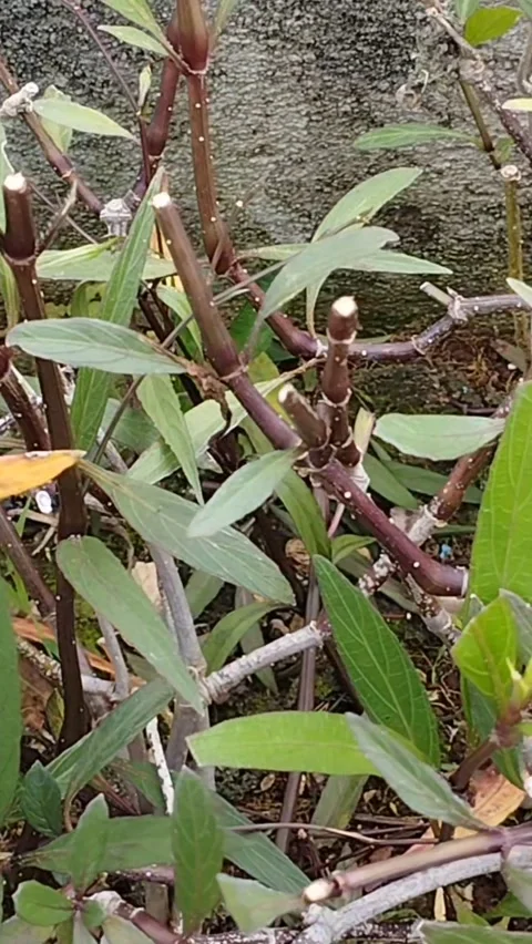 All ruellia simplex plants are cut neatly Stock Footage 228805656