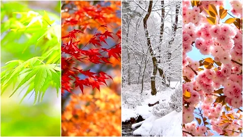 All the seasons Stock Footage 332808082