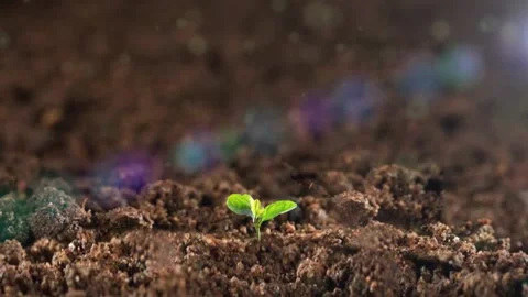 All things revive and seedlings emerge from the ground Stock Footage 221553901