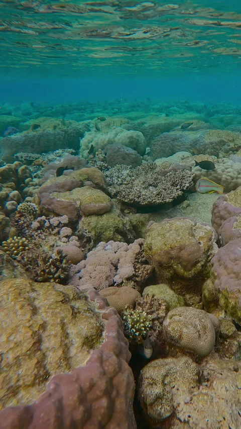 All tops of hard corals covered with bite marks inflicted by feeding Parrotfish Video stock 332307841