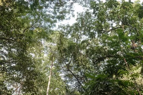 All Tree Canopy with Framing Leaves and Open Sky. Stock Photos