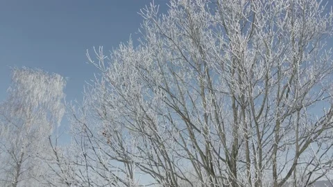 All trees are covered with ice and hoarfrost Stock Footage 148998033