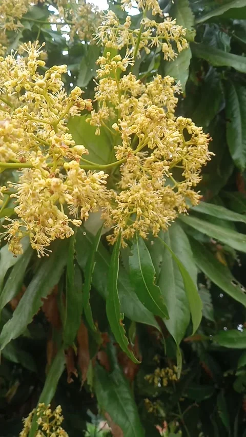 All the trees are filled with lychee flowers Stock Footage 270394618