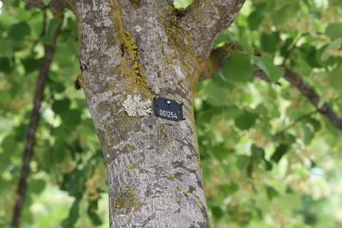 All trees in the park are counted and numbered Stock-Fotos