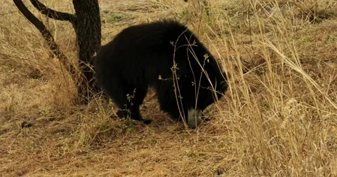 All wild animals Stock-Footage 229173119