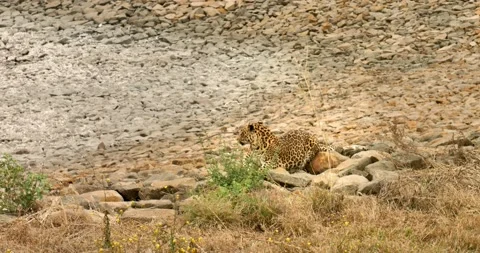 All wild animals Stock Footage 229174137