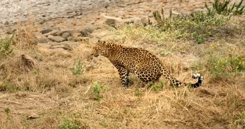 All wild animals Vidéo 229174161