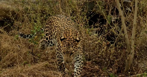 All wild animals Stock Footage 229174257