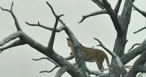 All wild animals Vidéo 229174504