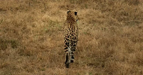 All wild animals Video stock 229174722