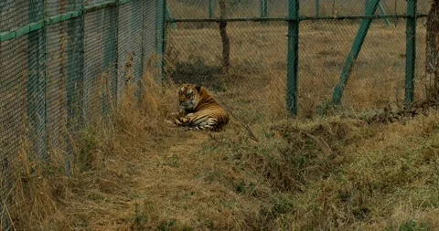 All wild animals Stock Footage 229174852