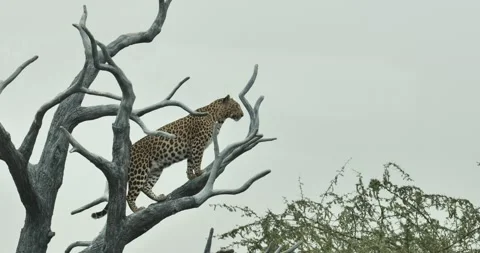 All wild animals Video stock 229174869