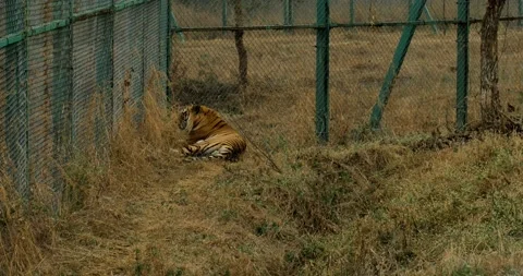 All wild animals Stock-Footage 229174872