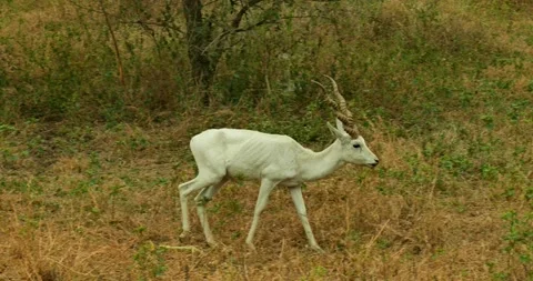 All wild animals Stock-Footage 229174987