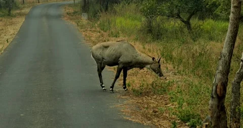 All wild animals Stock-Footage 229175014
