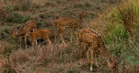All wild animals Stock Footage 229175222