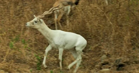 All wild animals Stock Footage 229175309