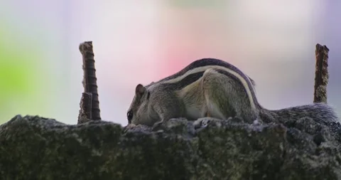 All wild animals Stock Footage 252448527