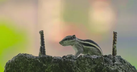 All wild animals Stock Footage 252448531