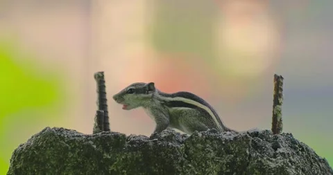 All wild animals Stock Footage 252449107