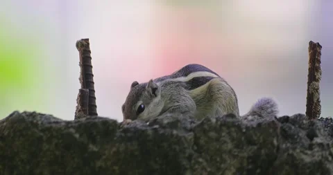 All wild animals Stock Footage 252449337