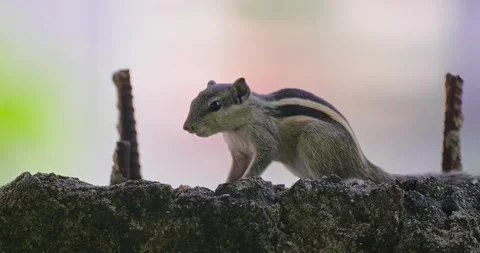 All wild animals Stock Footage 252449338