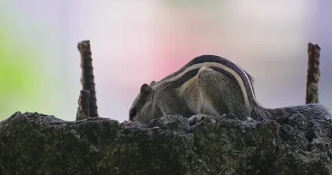 All wild animals Stock Footage 252449408